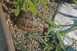 2008, Susi mit 5 Jahren