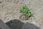 Susi 2006 mit 3 Jahren